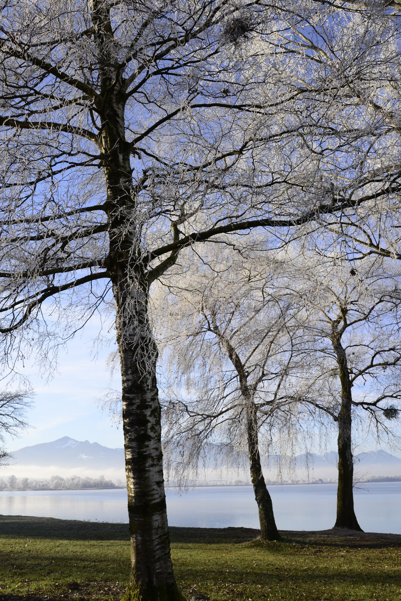 Nikon D610 sample photo. Hoarfrost, cold, frost photography