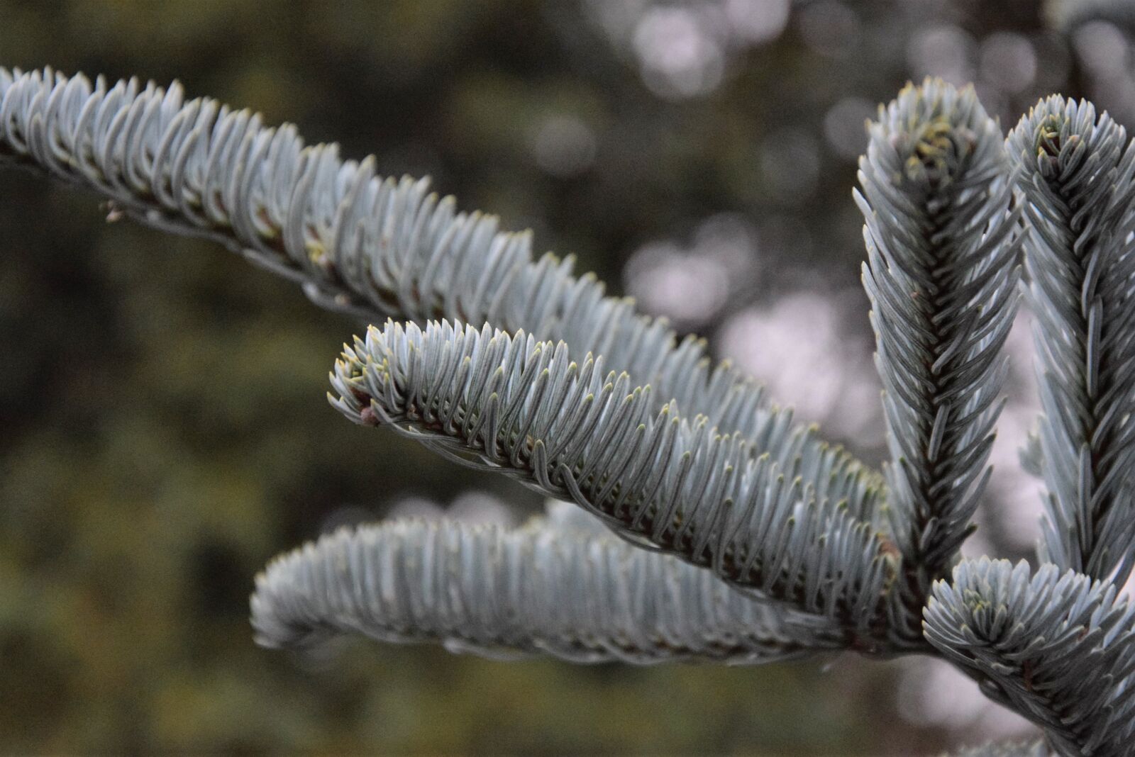 Nikon D5300 sample photo. Silver spruce, nature, coniferous photography