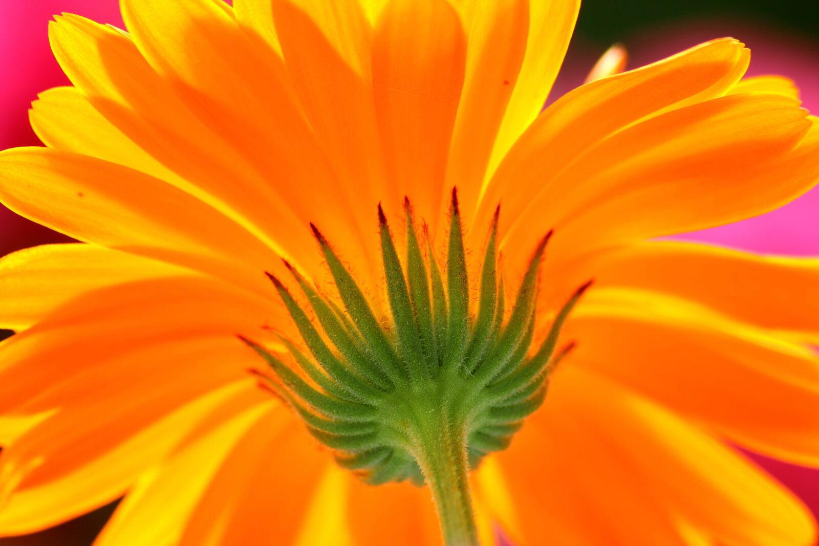 Canon EOS 600D (Rebel EOS T3i / EOS Kiss X5) sample photo. Flower, below, stalk photography