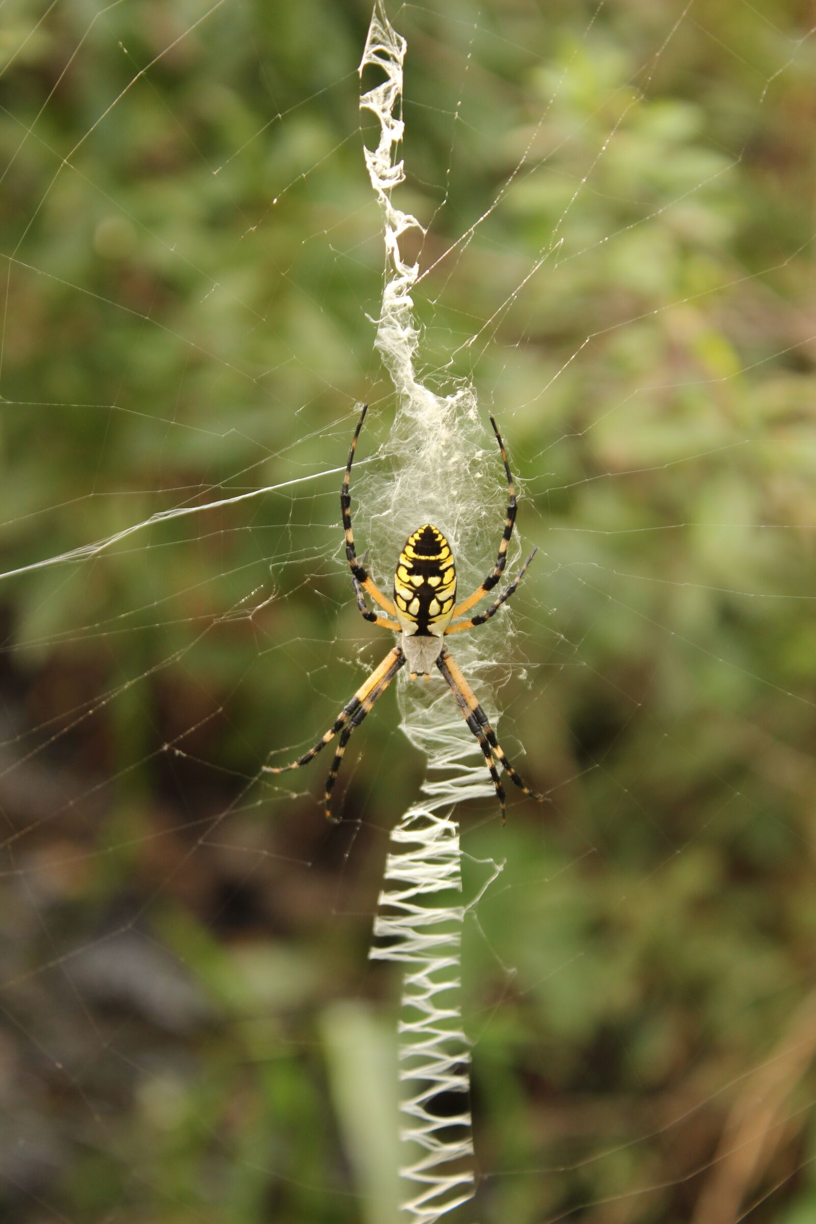Canon EOS 600D (Rebel EOS T3i / EOS Kiss X5) sample photo. Garden spider, yellow, black photography