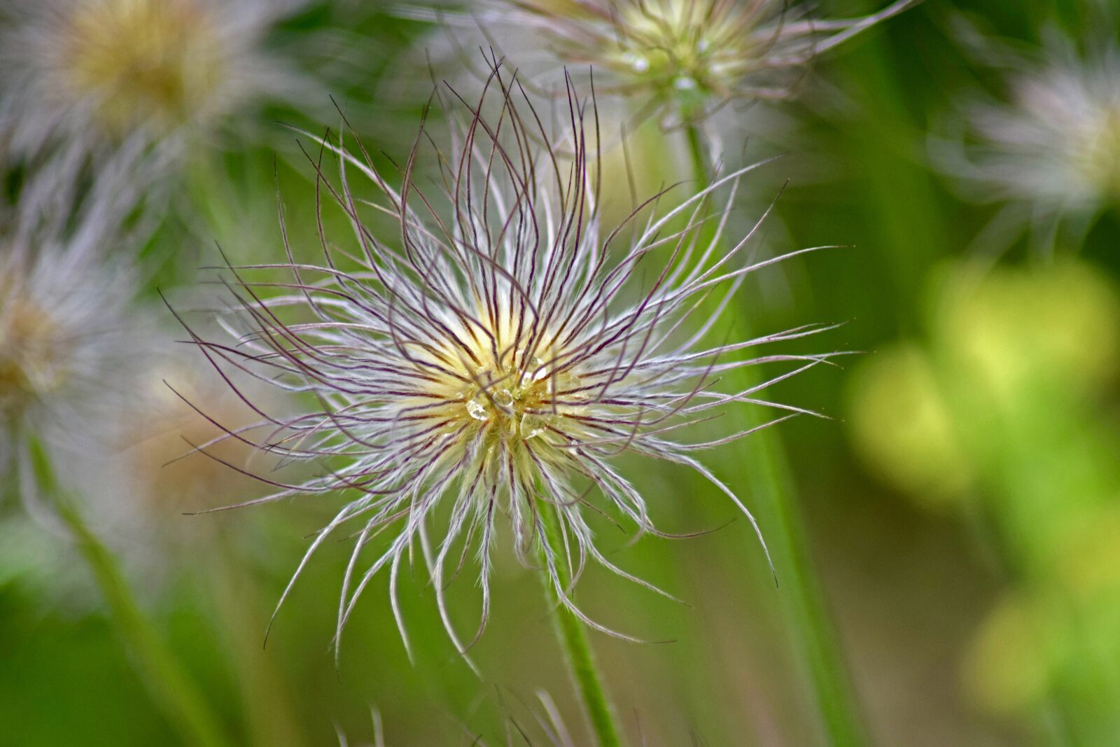 Nikon D3300 sample photo. Pasque flower, filigree, flower photography