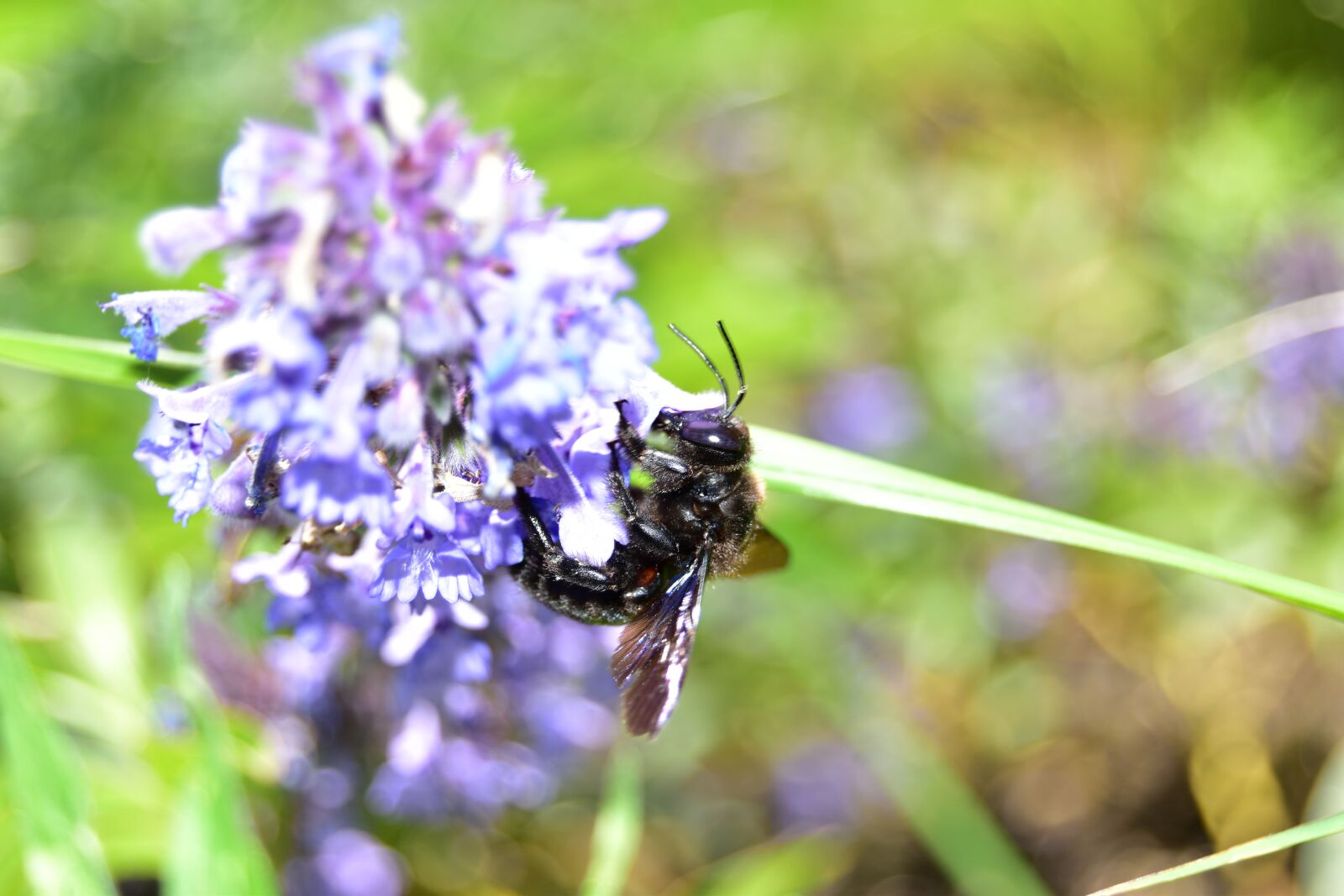 Nikon D5600 sample photo. Xylocopa, insect, endangered photography