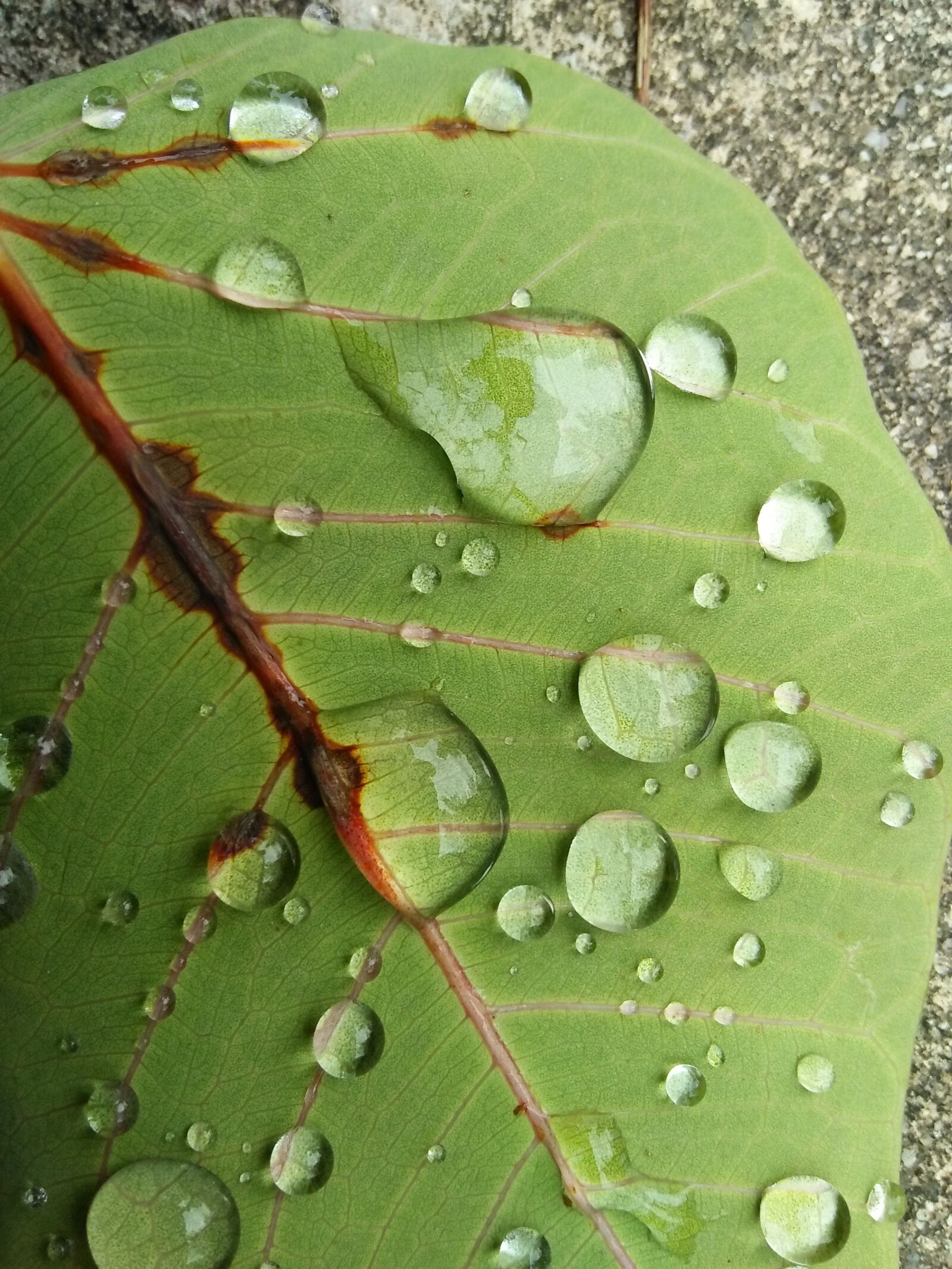 OPPO A37fw-International sample photo. Leaf, rain, drop photography