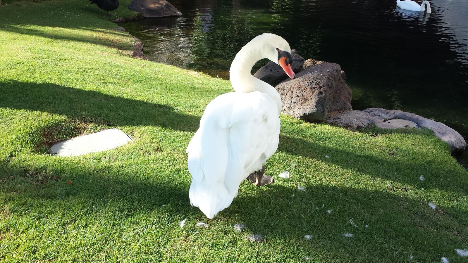 Samsung Galaxy S4 sample photo. Swan photography