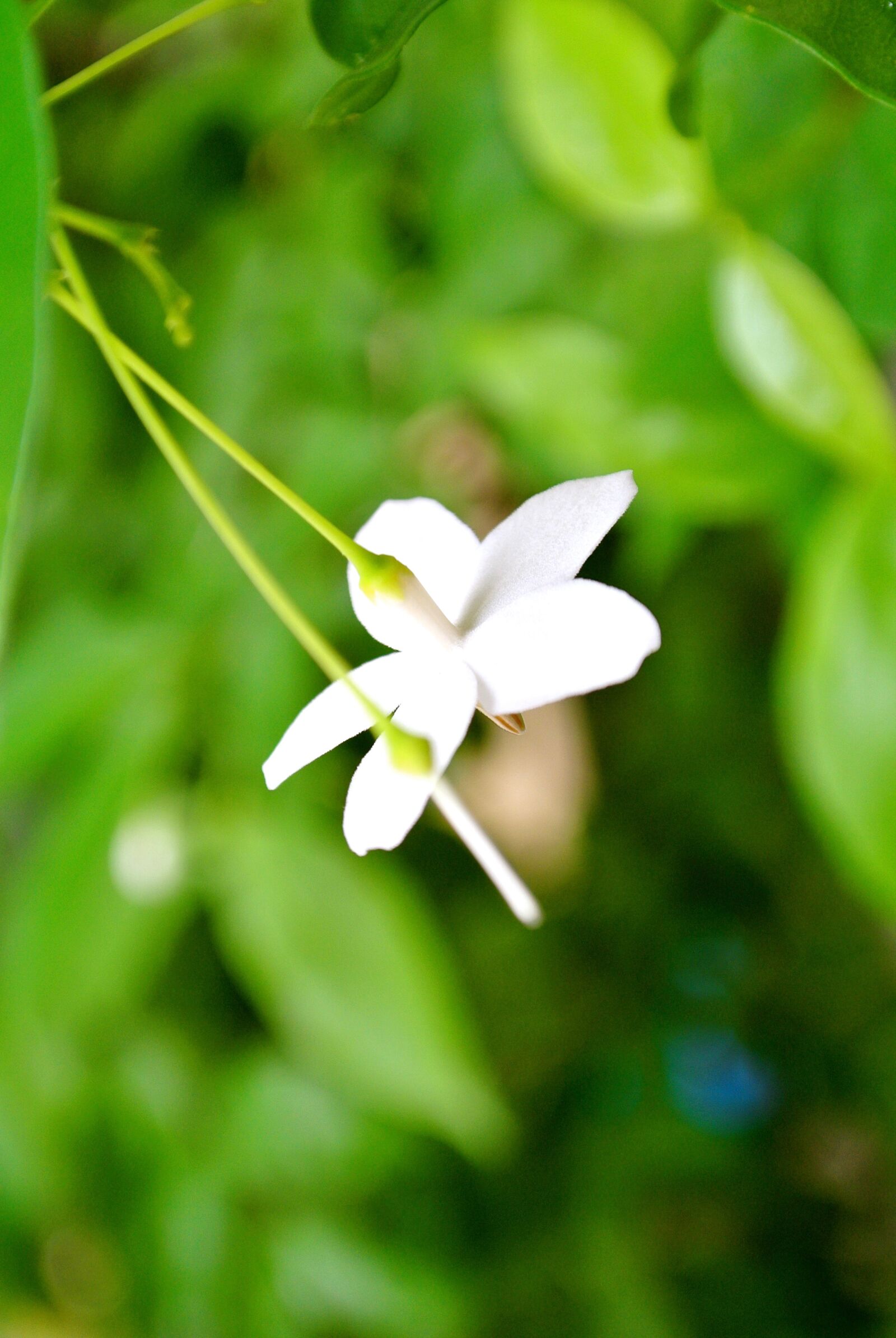 Nikon 1 J1 sample photo. Natural photography