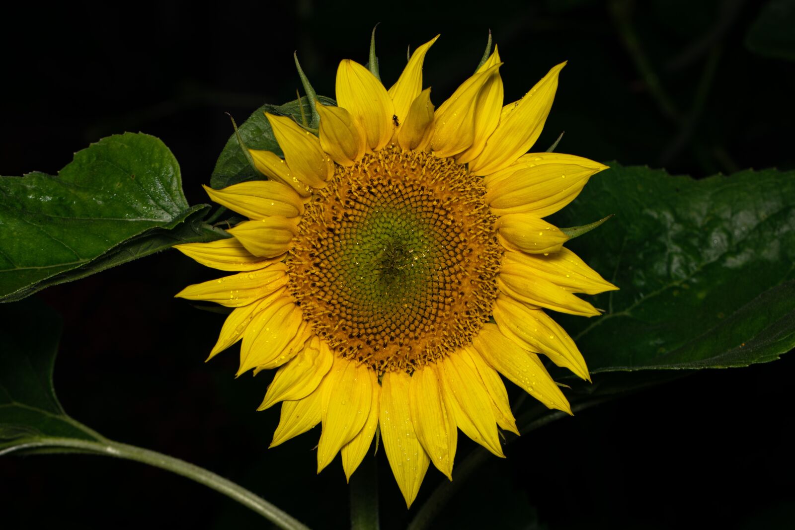 Tamron SP 90mm F2.8 Di VC USD 1:1 Macro sample photo. Sunflower, nature, yellow photography