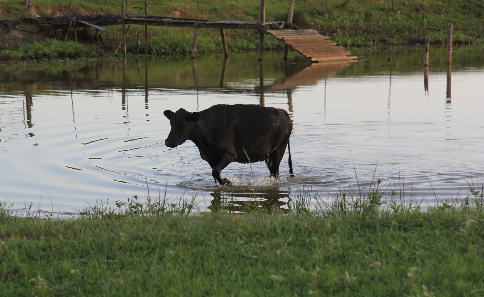 Canon EF-S 17-85mm F4-5.6 IS USM sample photo. Cow, water, bovine photography