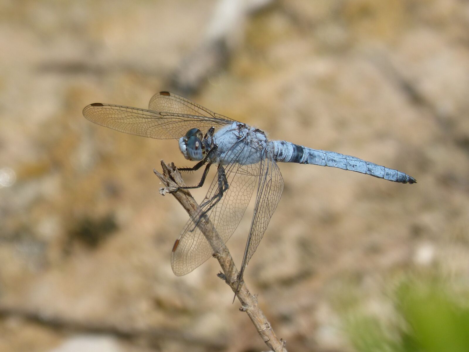 Panasonic DMC-FZ62 sample photo. Dragonfly, orthetrum brunneum, blue photography