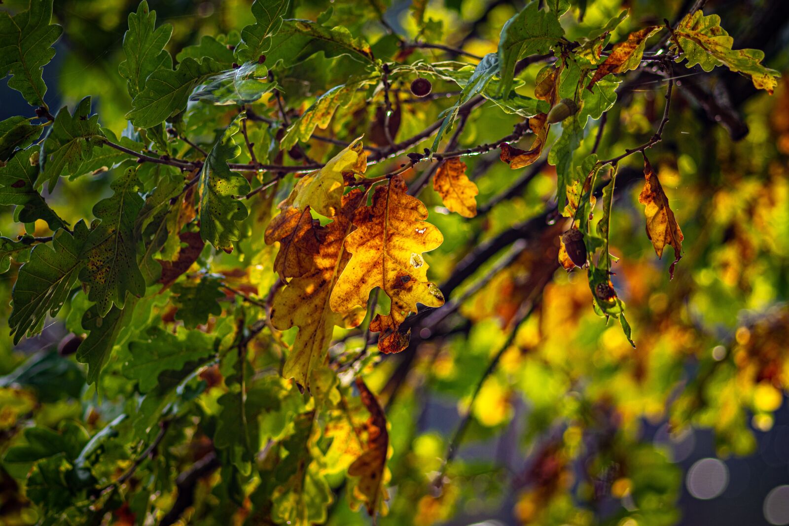Canon EOS 80D sample photo. "Fall foliage, leaves, autumn" photography