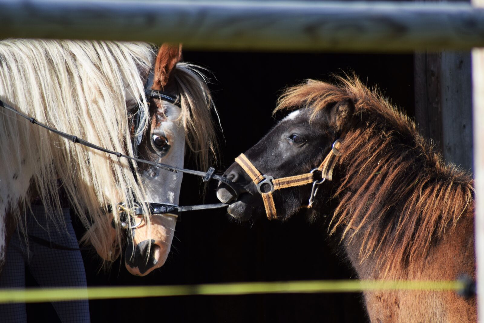 Nikon D3300 sample photo. Horse, pony, playing photography