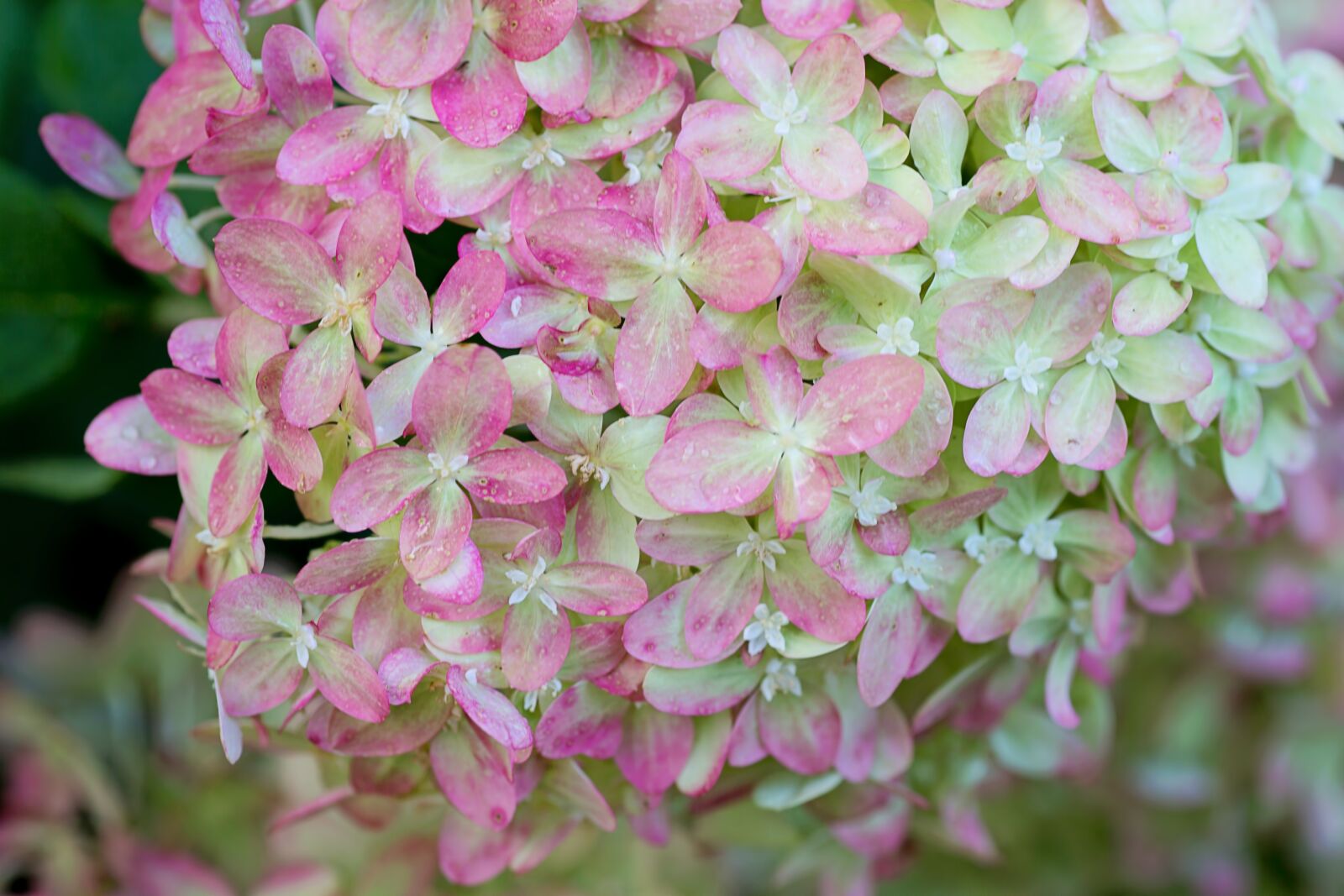 Canon EOS 5D Mark III sample photo. Hydrangeas, pink, green photography
