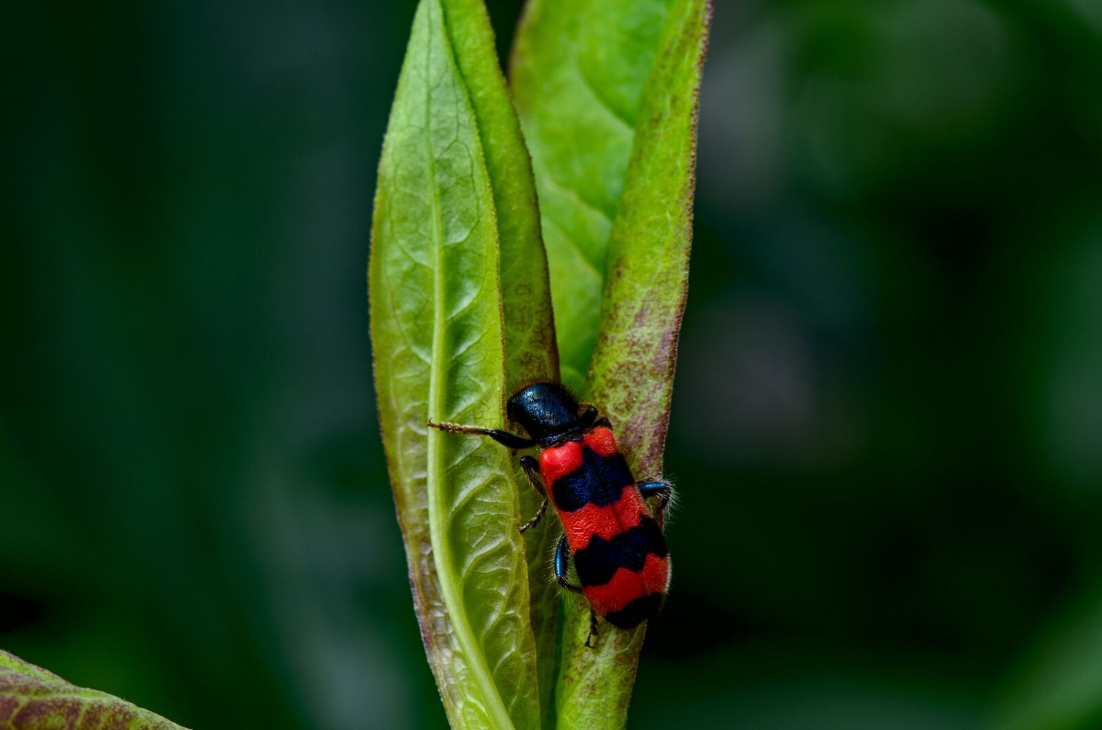 Nikon D7000 sample photo. Bee wolf, insect, nature photography