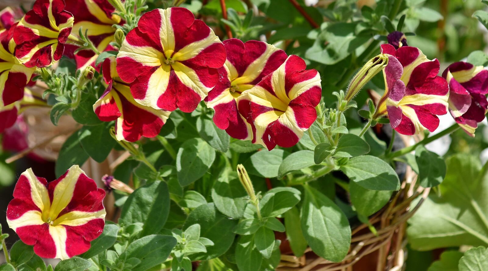 Nikon D5500 sample photo. Beautiful flowers, decoration, wicker photography