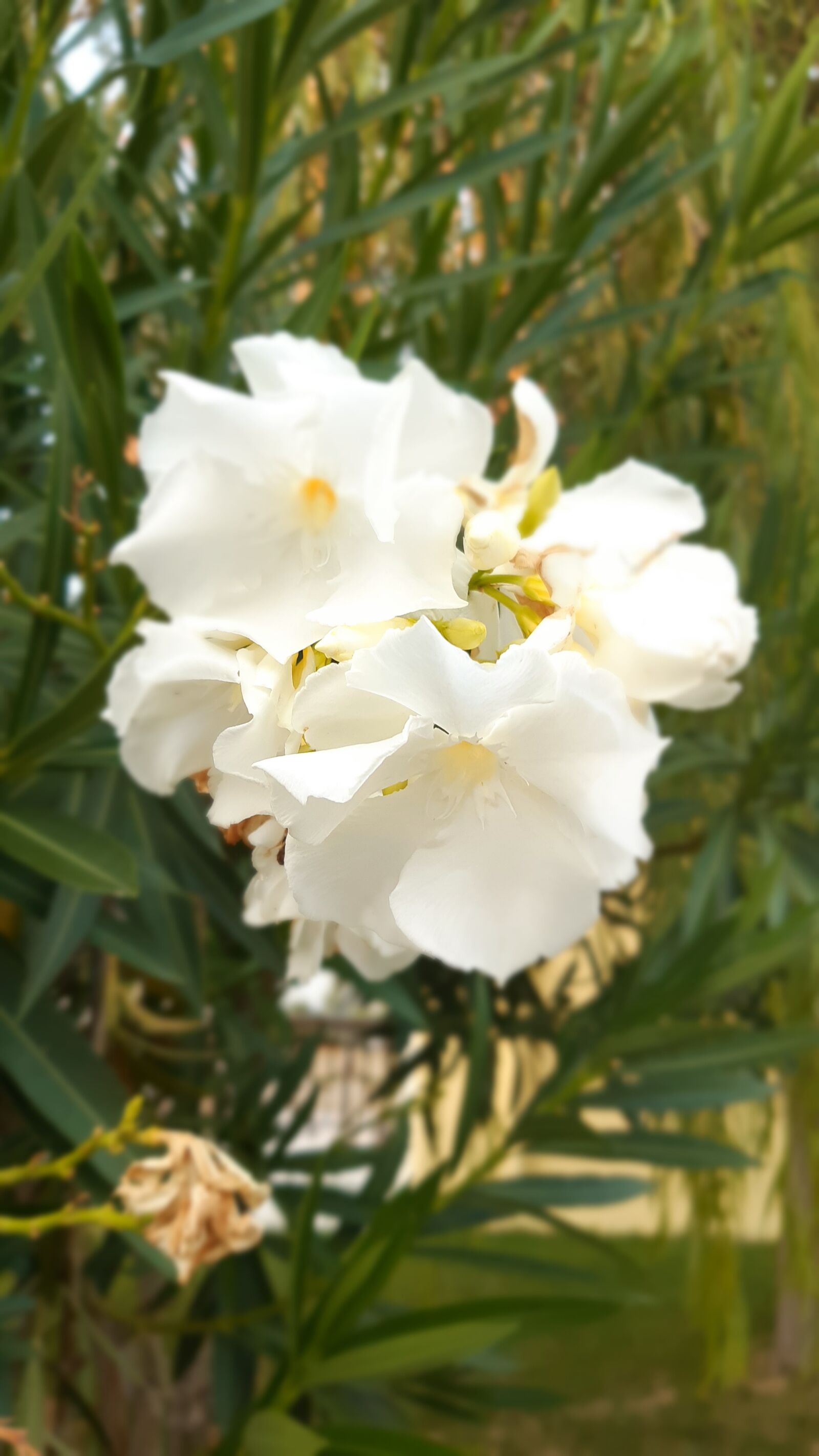 Samsung Galaxy A8(2018) sample photo. White, blossom, bloom photography