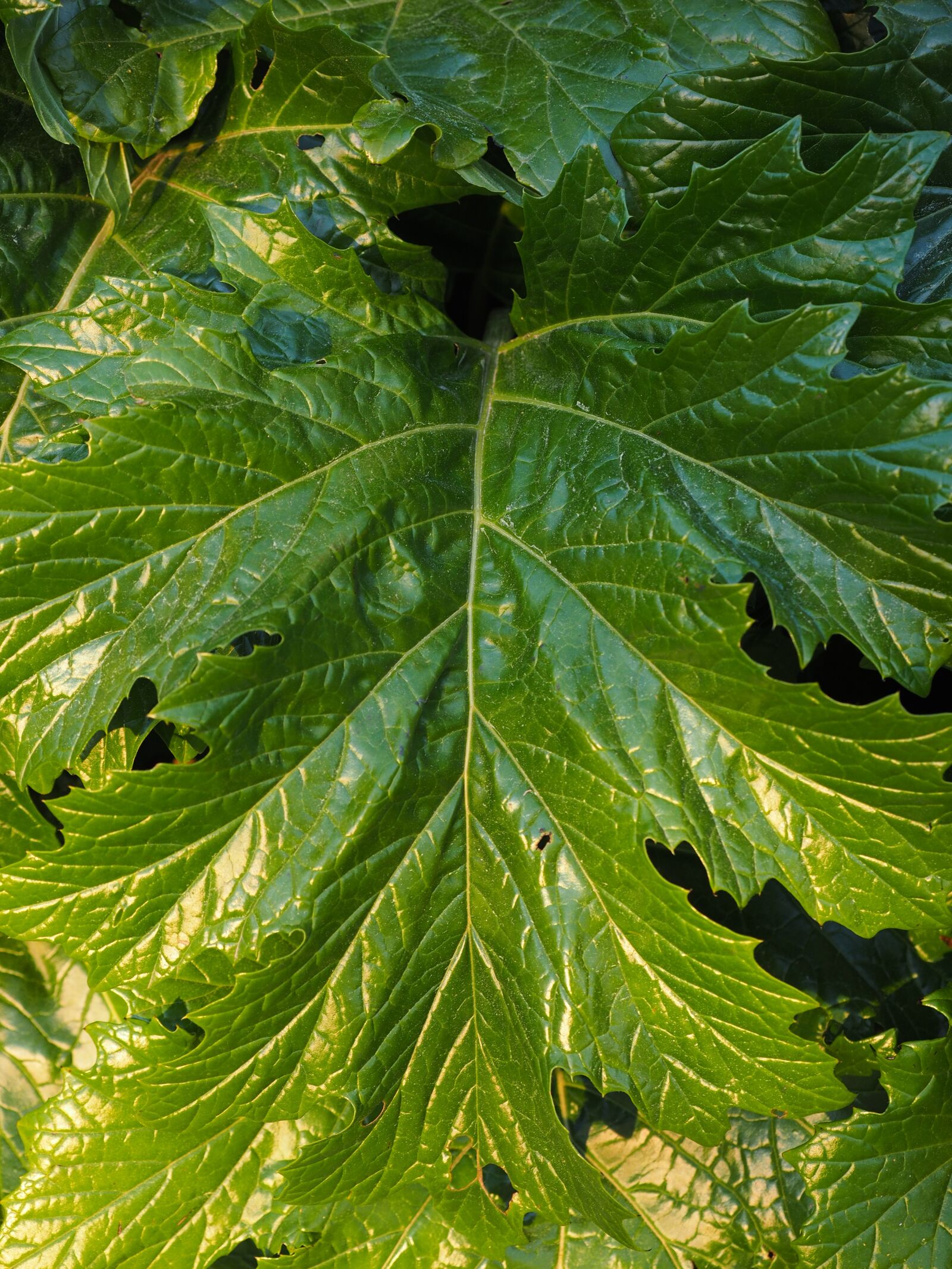 Olympus OM-D E-M1 + Olympus M.Zuiko Digital ED 12-40mm F2.8 Pro sample photo. Acanthus mollis, acanthus, acanthus photography