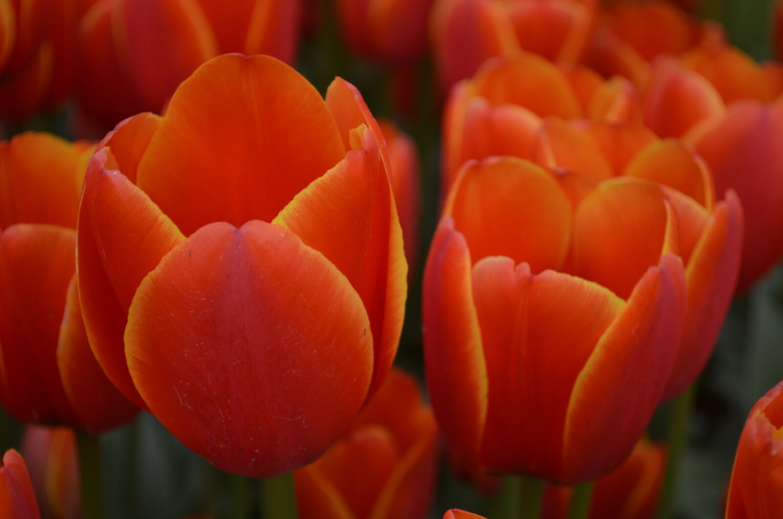 Nikon D5100 sample photo. Tulip, flower, orange photography