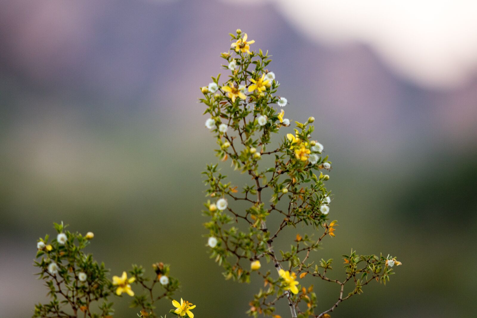 Canon EF 70-200mm F2.8L USM sample photo. Landscape, yellow, nature photography