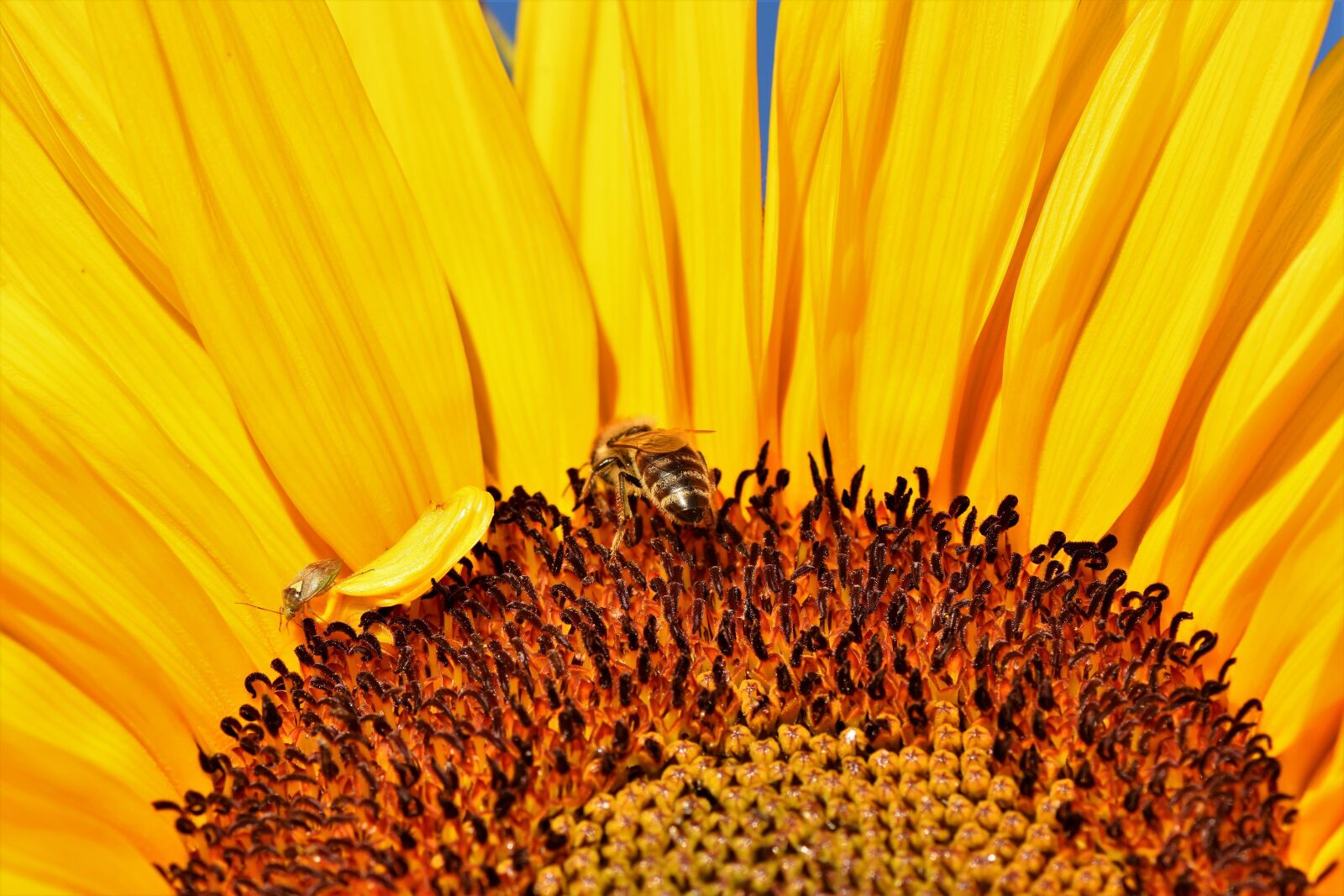 Nikon D7200 sample photo. Sunflower, flower, yellow photography