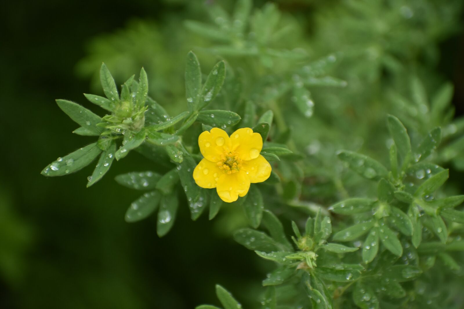 Nikon D3400 sample photo. Flower, yellow, kuril tea photography
