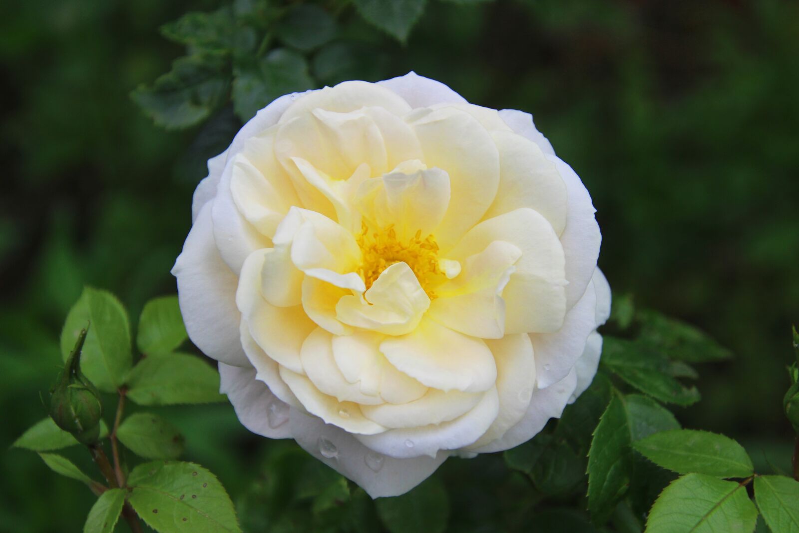 Canon EOS 700D (EOS Rebel T5i / EOS Kiss X7i) sample photo. Rose, flower, blossom photography