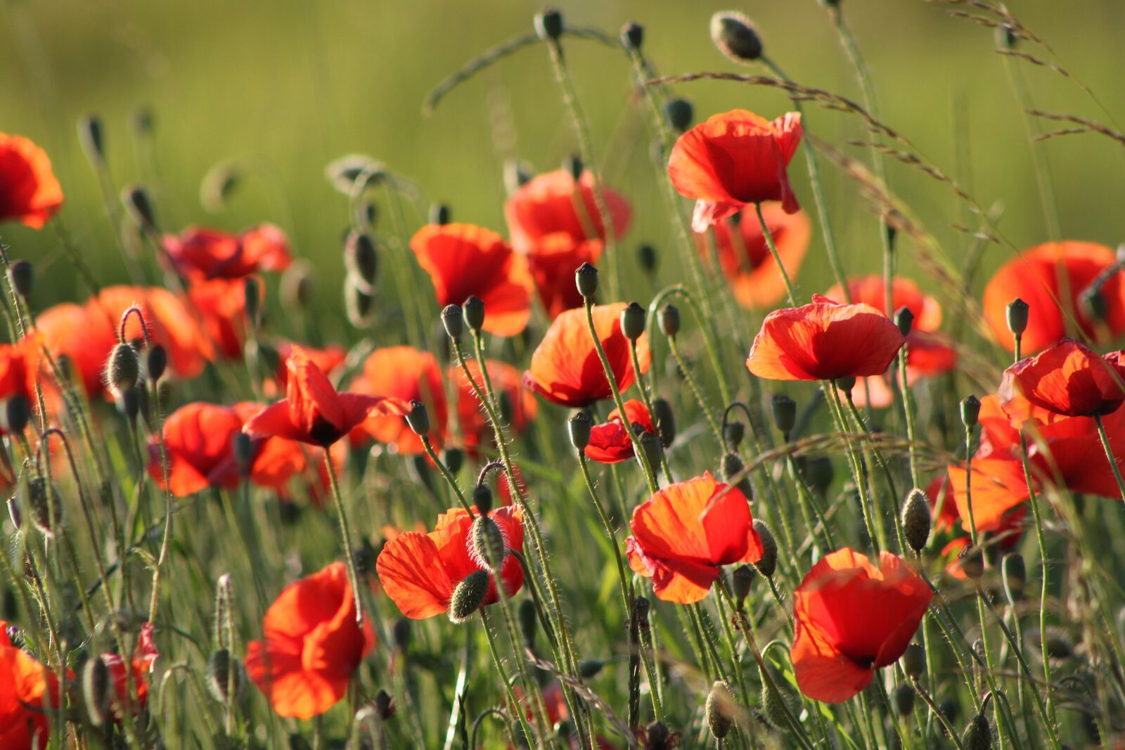 Canon EOS 500D (EOS Rebel T1i / EOS Kiss X3) sample photo. Flowers, meadow, summer photography