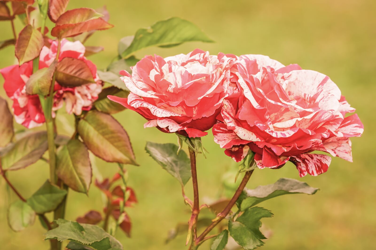 Fujifilm XF 55-200mm F3.5-4.8 R LM OIS sample photo. Rose, brocéliande, flower photography
