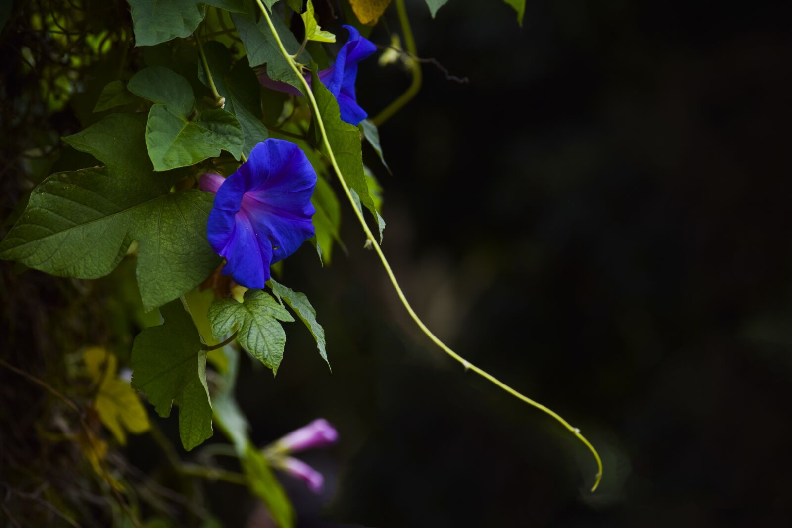 Nikon D3300 sample photo. Flowers, flora, spring photography