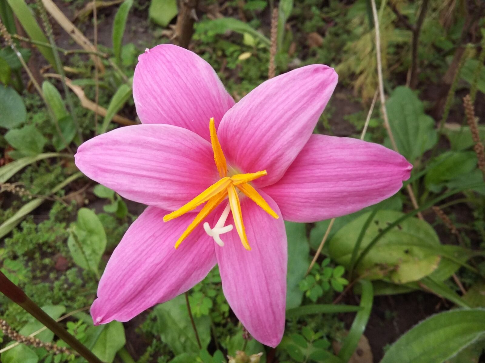 Samsung Galaxy A3 sample photo. Flower, wild, pink photography