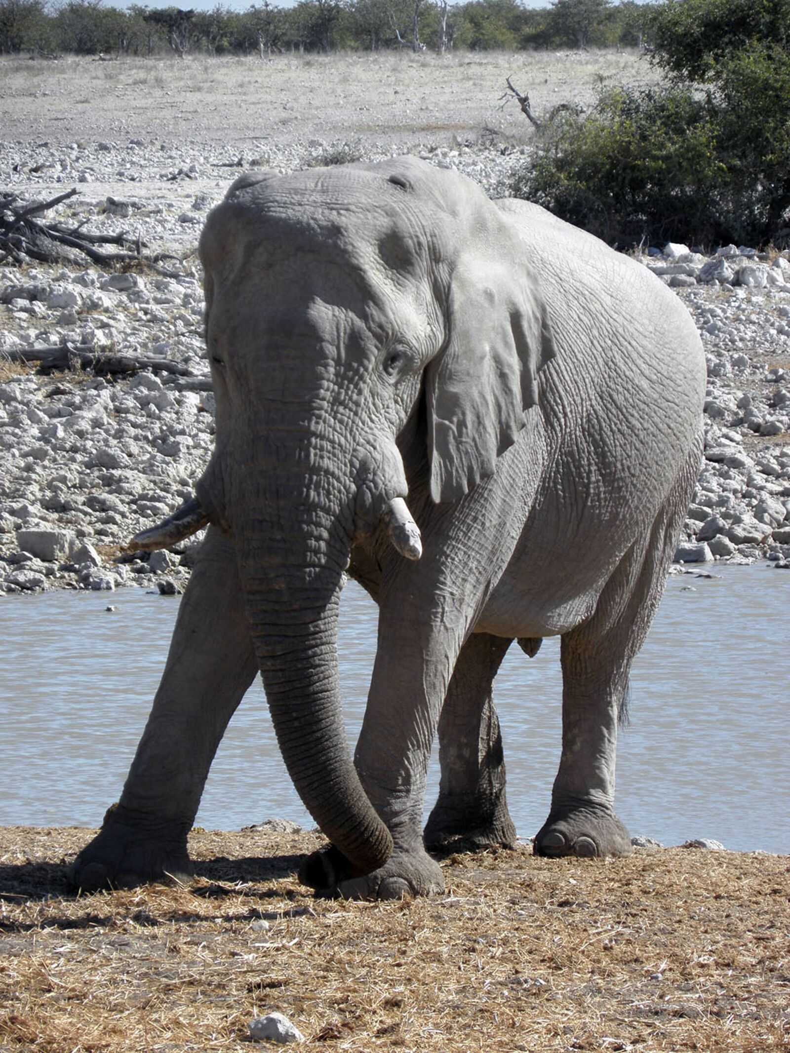 Olympus SP590UZ sample photo. Elephant, animal, namibia photography