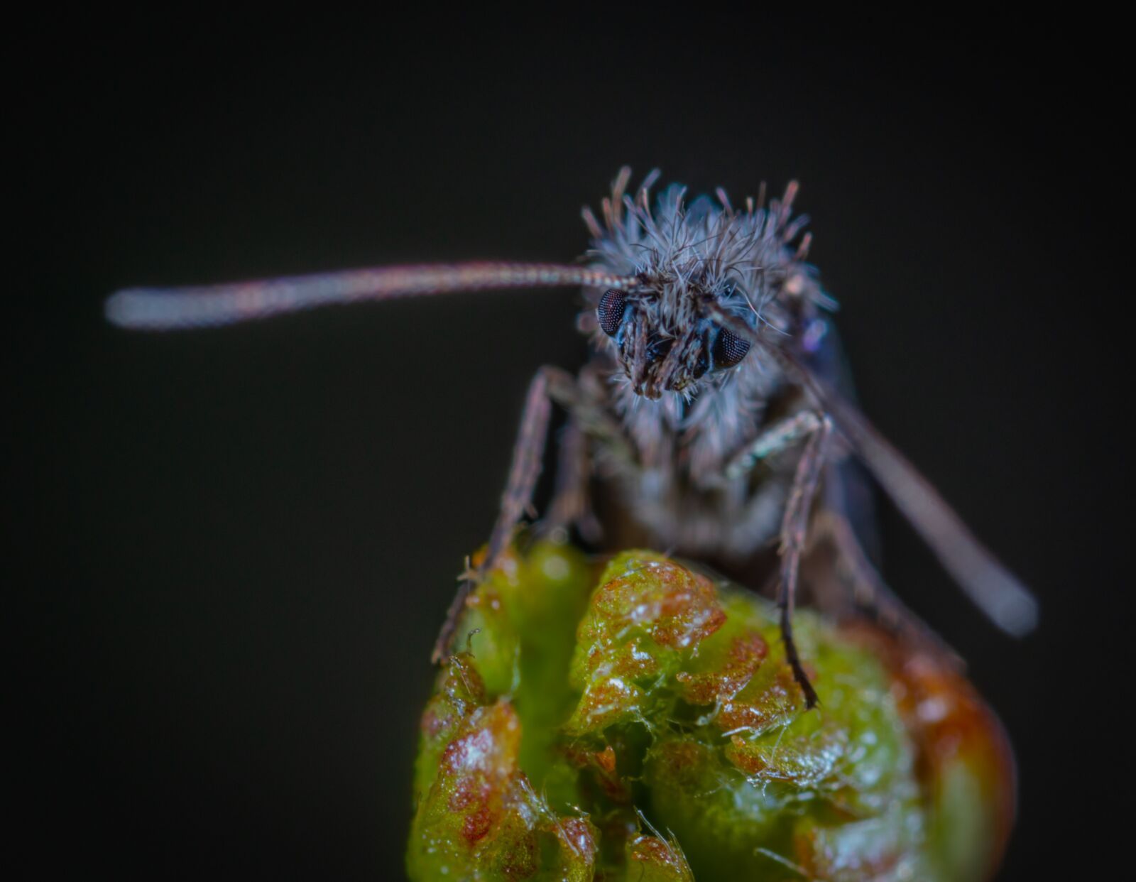 #124 65/2.8 sample photo. Insect, bespozvonochnoe, nature photography