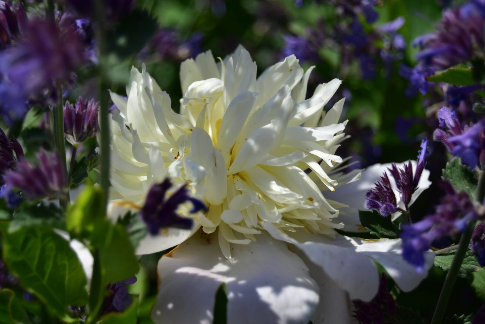 Nikon D5600 sample photo. White rose flowers, white photography
