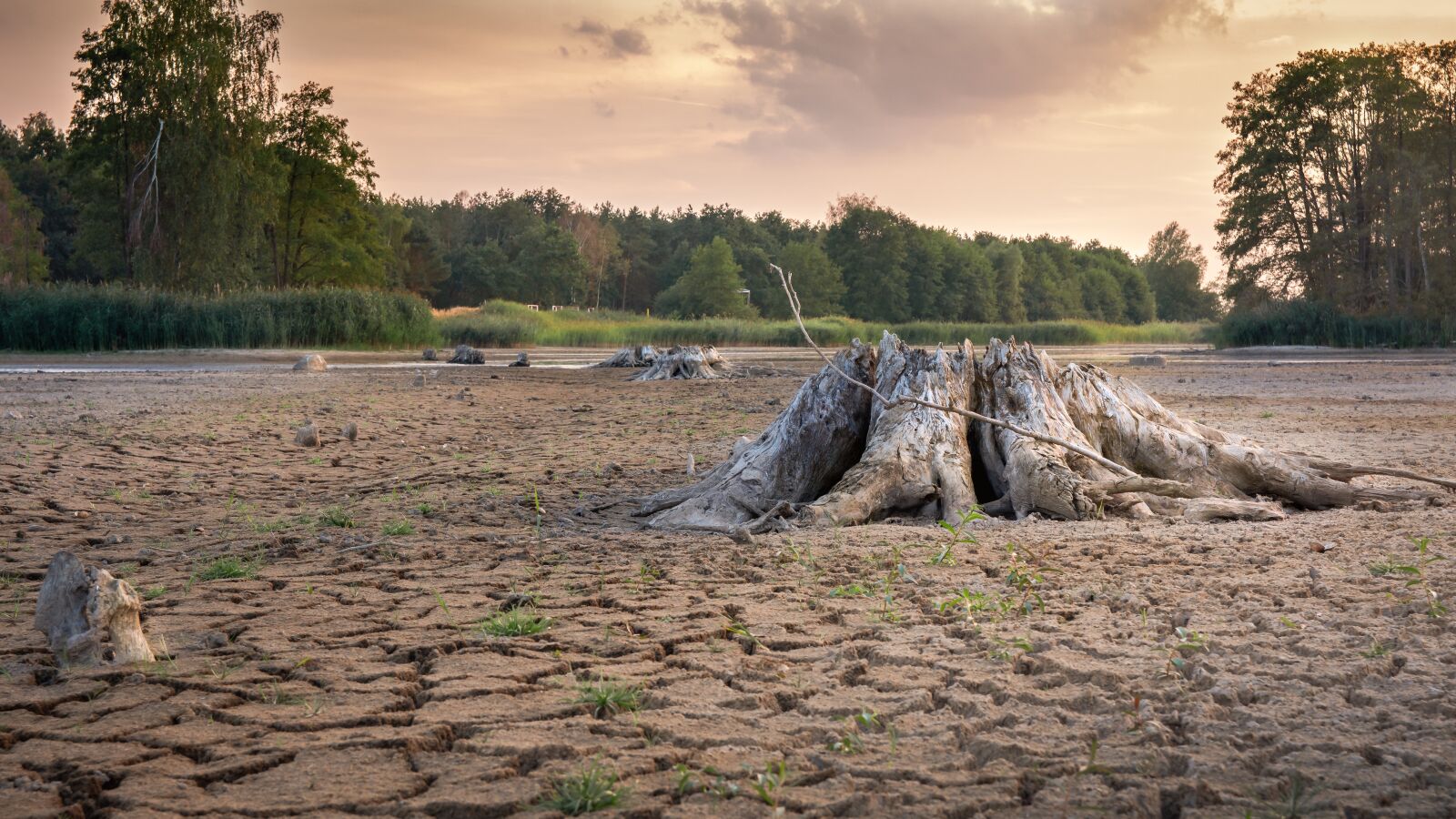 Nikon D7200 sample photo. Drought, cracks, dry photography