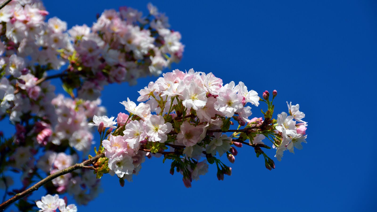 Nikon D5200 sample photo. Cherry tree, tree, blossom photography
