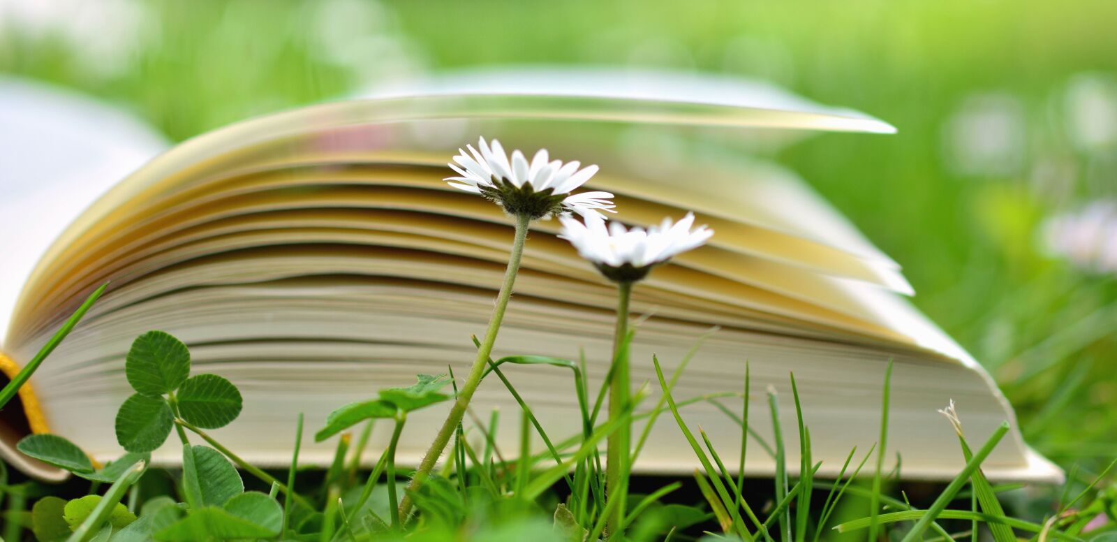 Nikon D5200 sample photo. Clover, daisy, flower, book photography