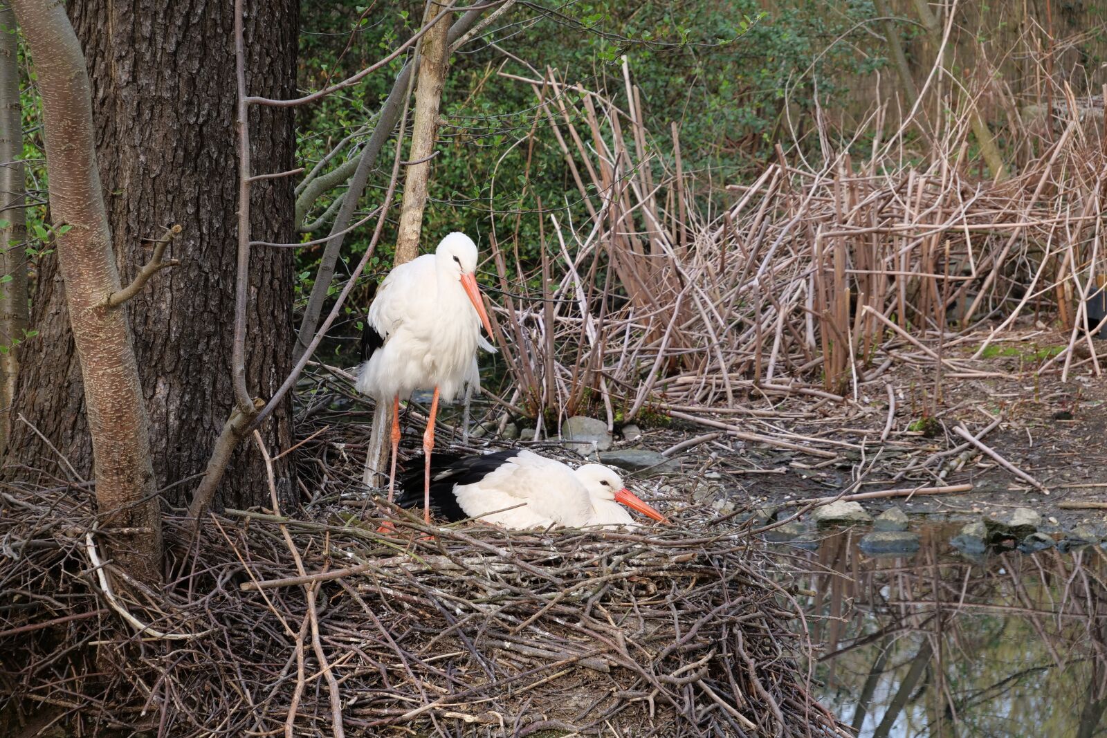Panasonic Lumix DC-G9 sample photo. Nature, bird, white stork photography