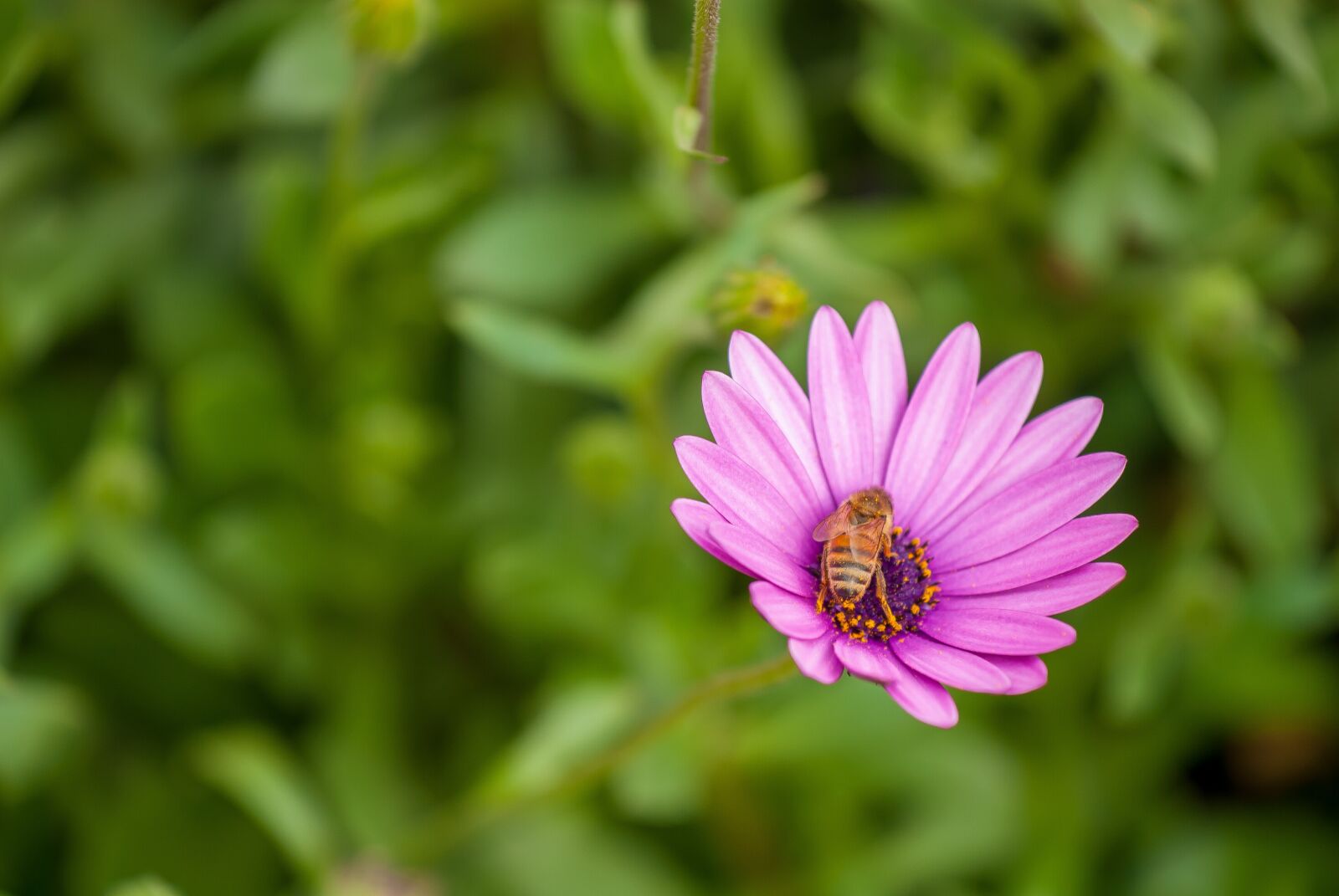 Nikon D200 sample photo. Flower, bee, insect photography