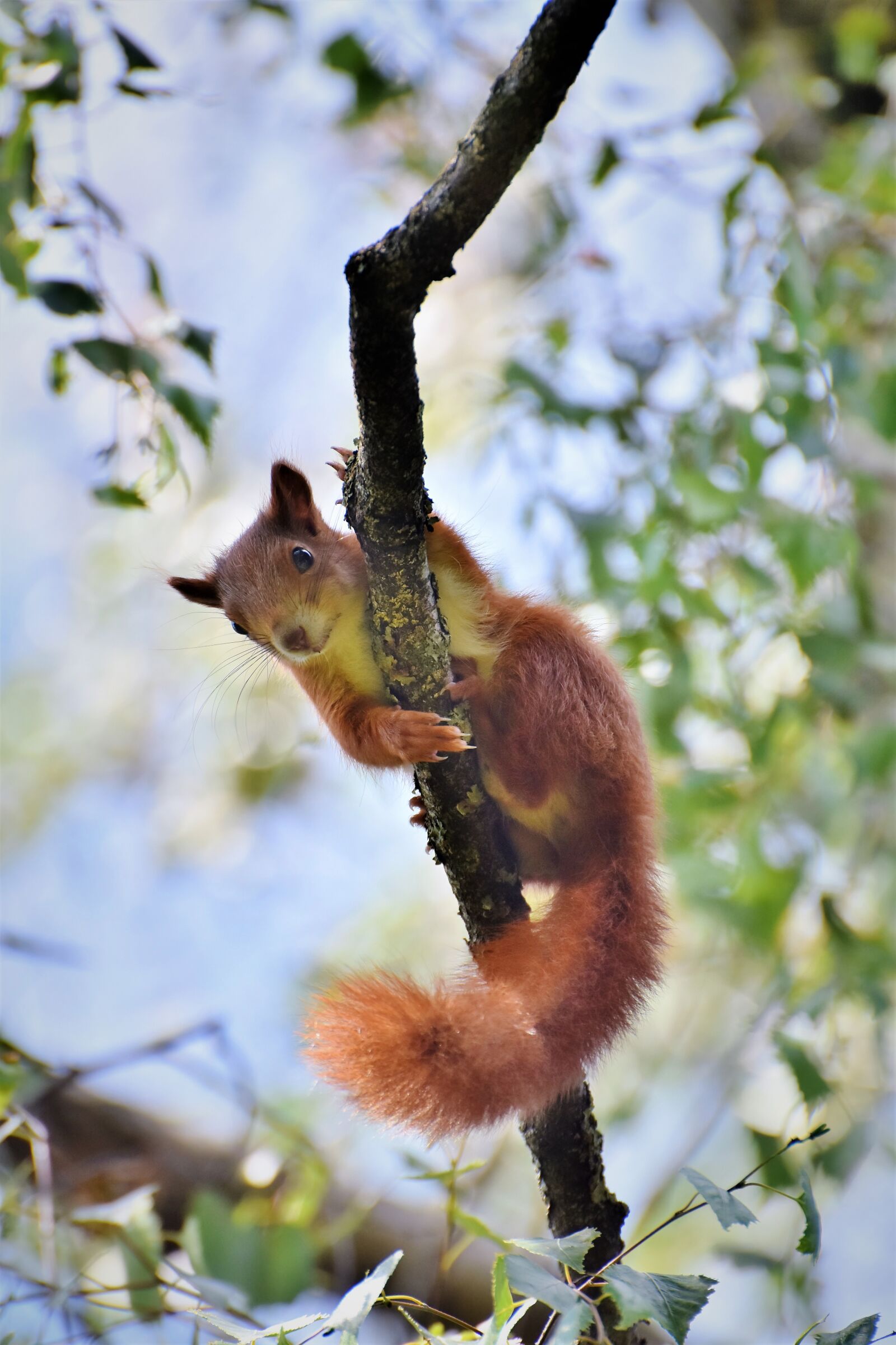 Nikon D7200 sample photo. Squirrel, verifiable kitten, rodent photography