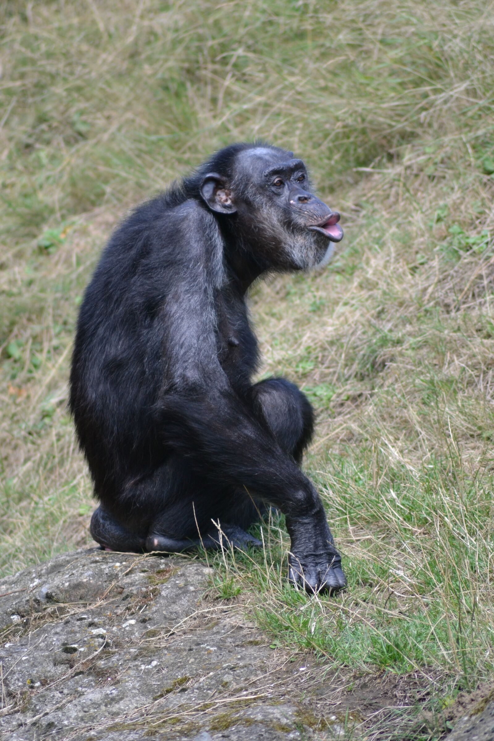 Nikon D3100 sample photo. Chimpanzee, monkey, zoo photography