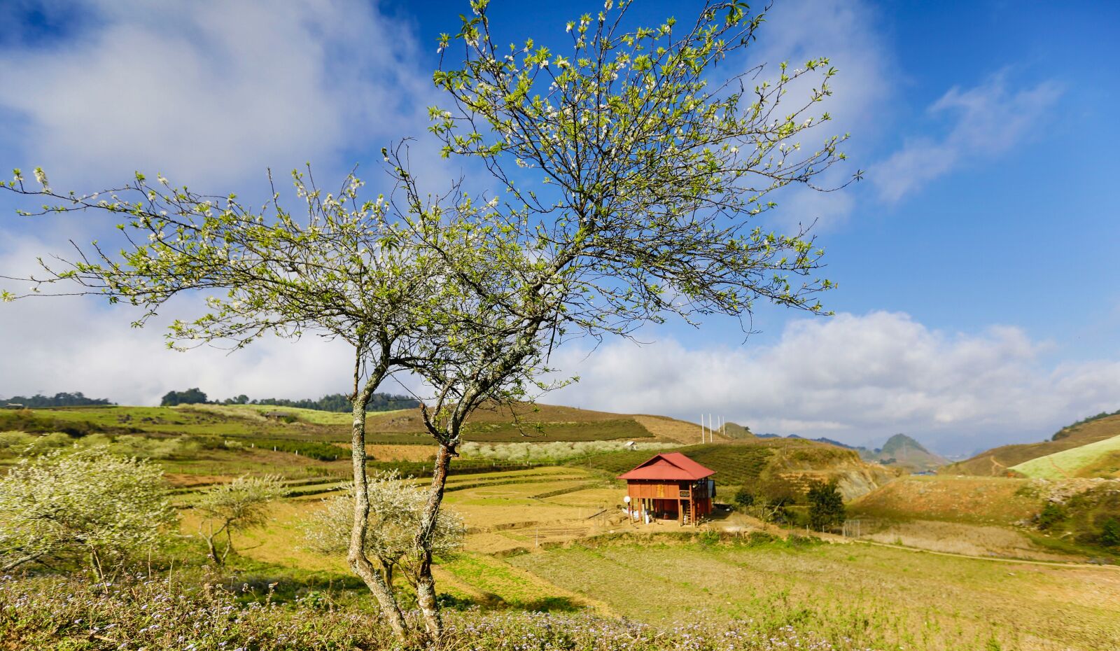 Canon EF 16-35mm F2.8L II USM sample photo. Tree, nature, landscape photography