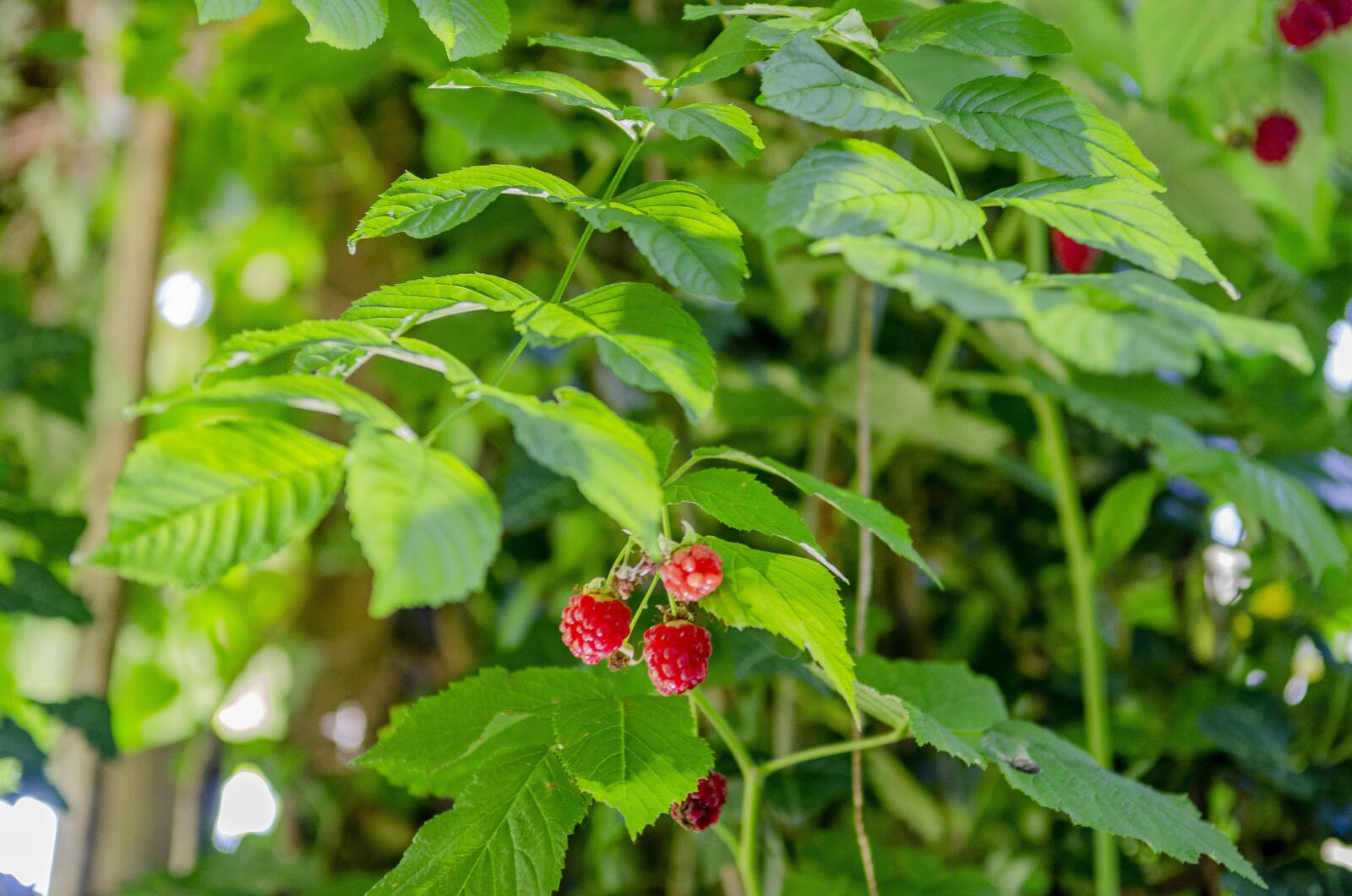 Nikon D7000 sample photo. Raspberry, fruit, red photography