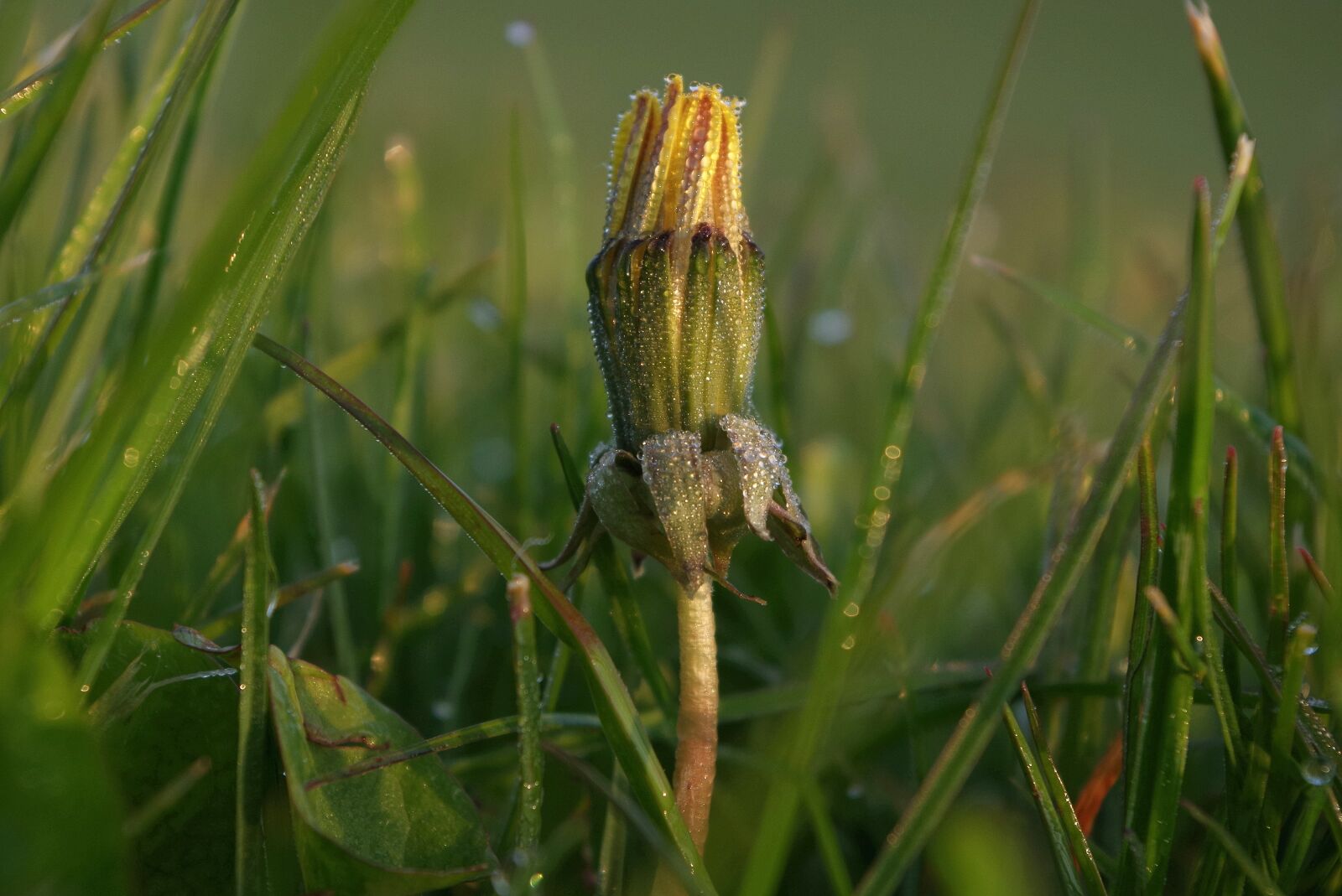 Pentax K-30 sample photo. Morgentau, dandelion, dewdrop photography