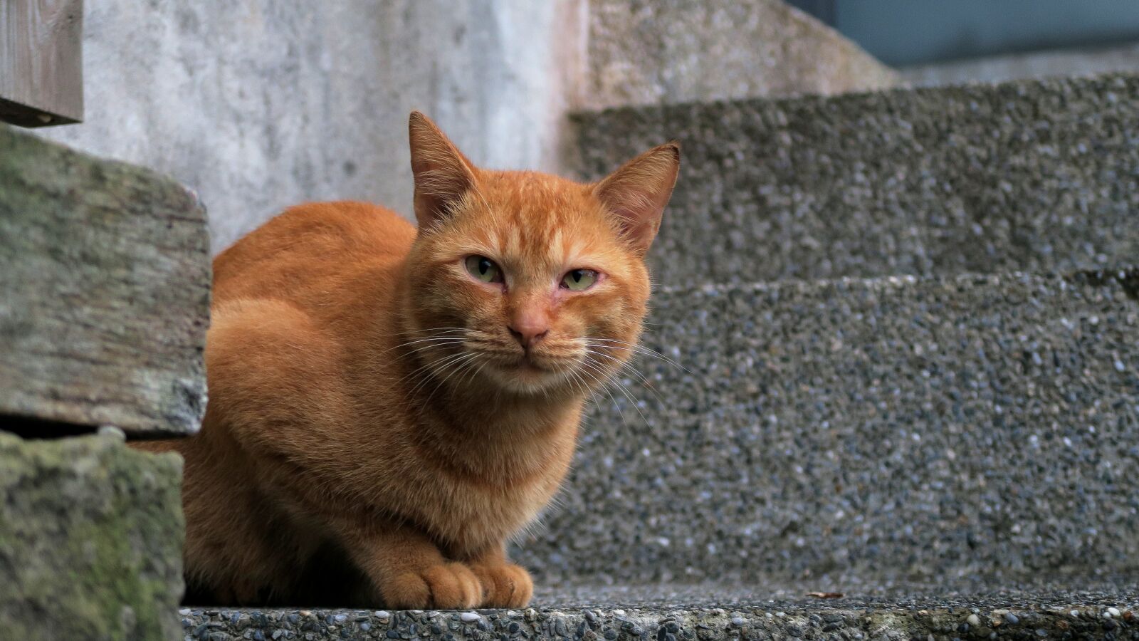 Canon PowerShot G7 X sample photo. Animal, cute, cat photography