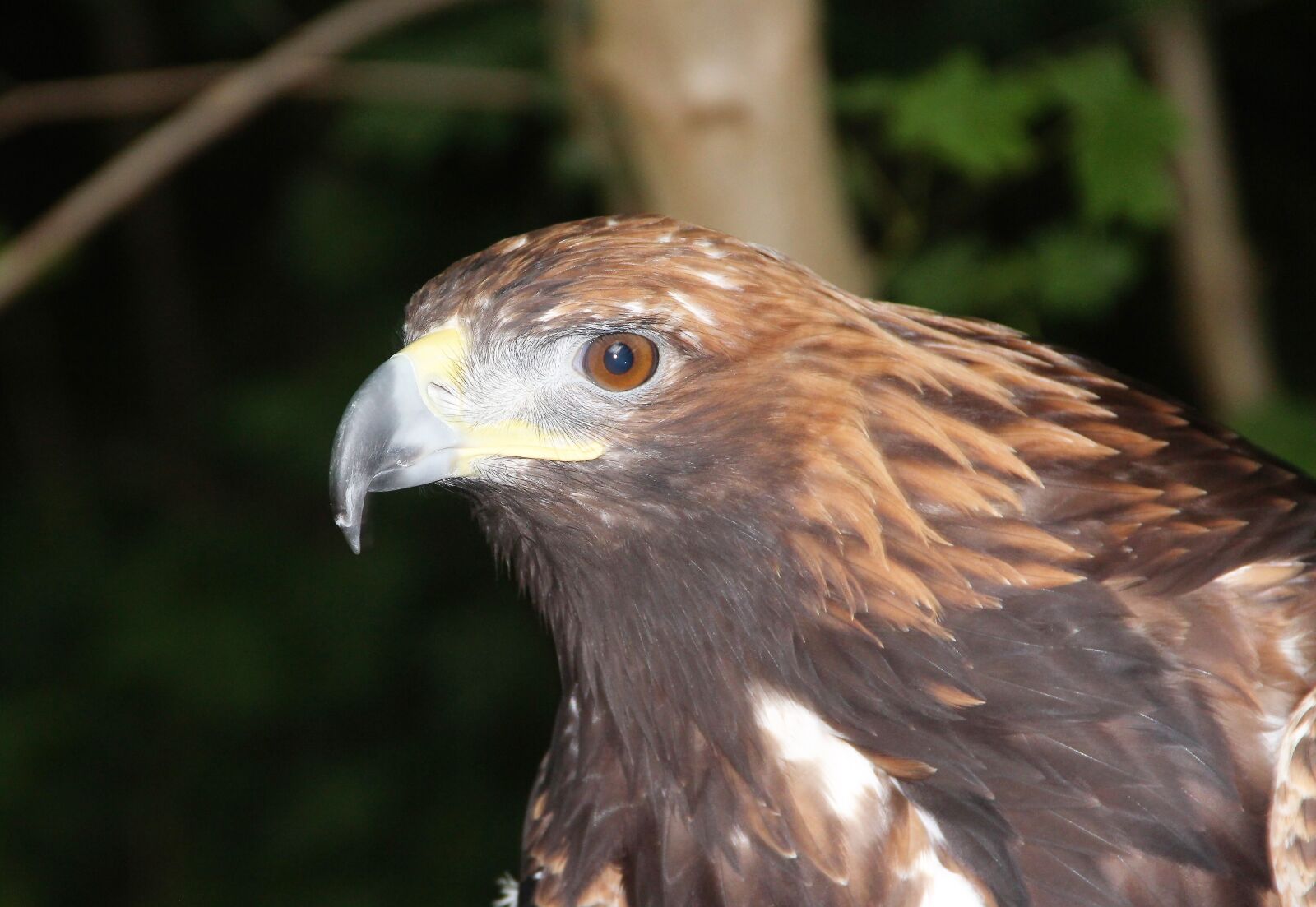 Canon EF-S 18-135mm F3.5-5.6 IS sample photo. Golden eagle, adler, bird photography