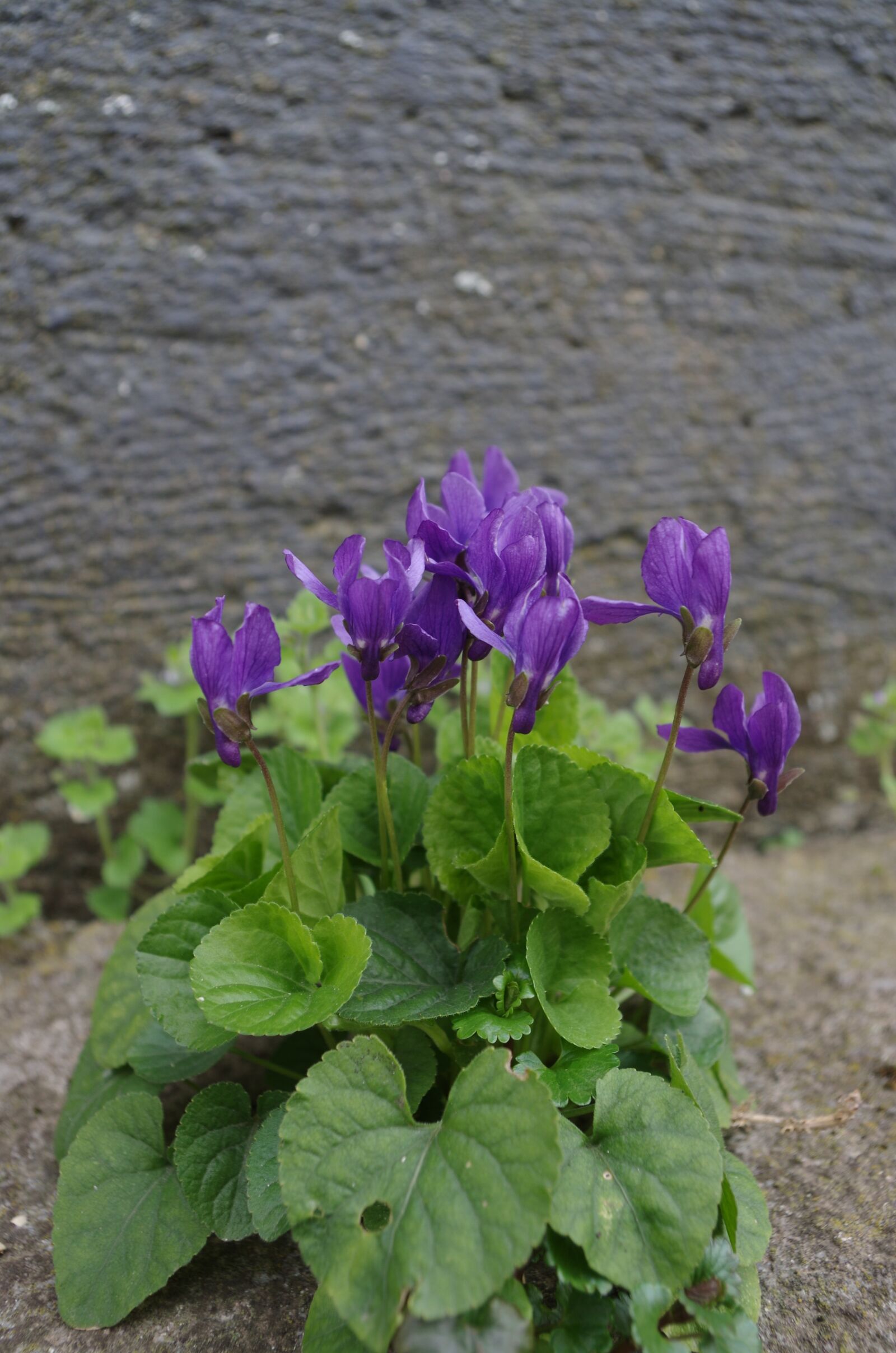 Pentax K-500 sample photo. Violets, flowers, plantlets photography