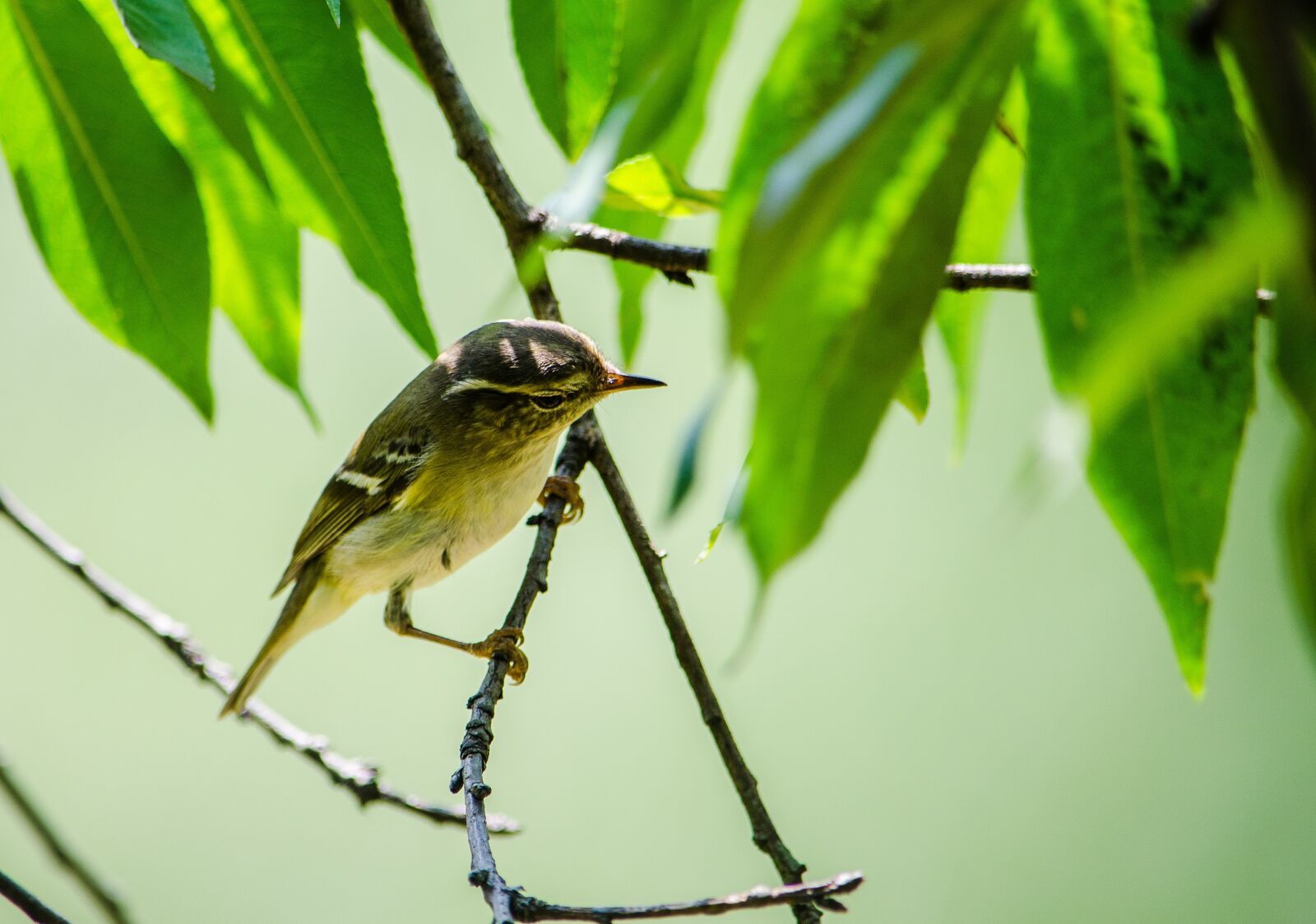 Nikon D5100 sample photo. Birds, vietnam, nature photography