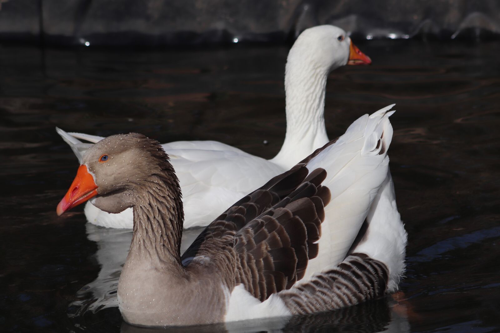 Canon EOS 800D (EOS Rebel T7i / EOS Kiss X9i) sample photo. Pet, water bird, goose photography