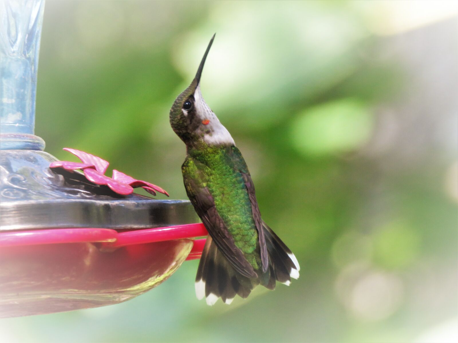 Canon PowerShot SX60 HS sample photo. Bird, hummingbird, wildlife photography