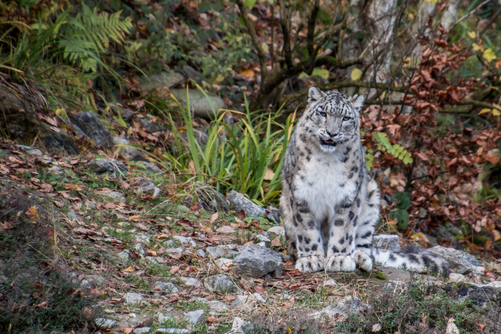 Canon EOS 70D sample photo. Snow leopard, leopard, irbis photography