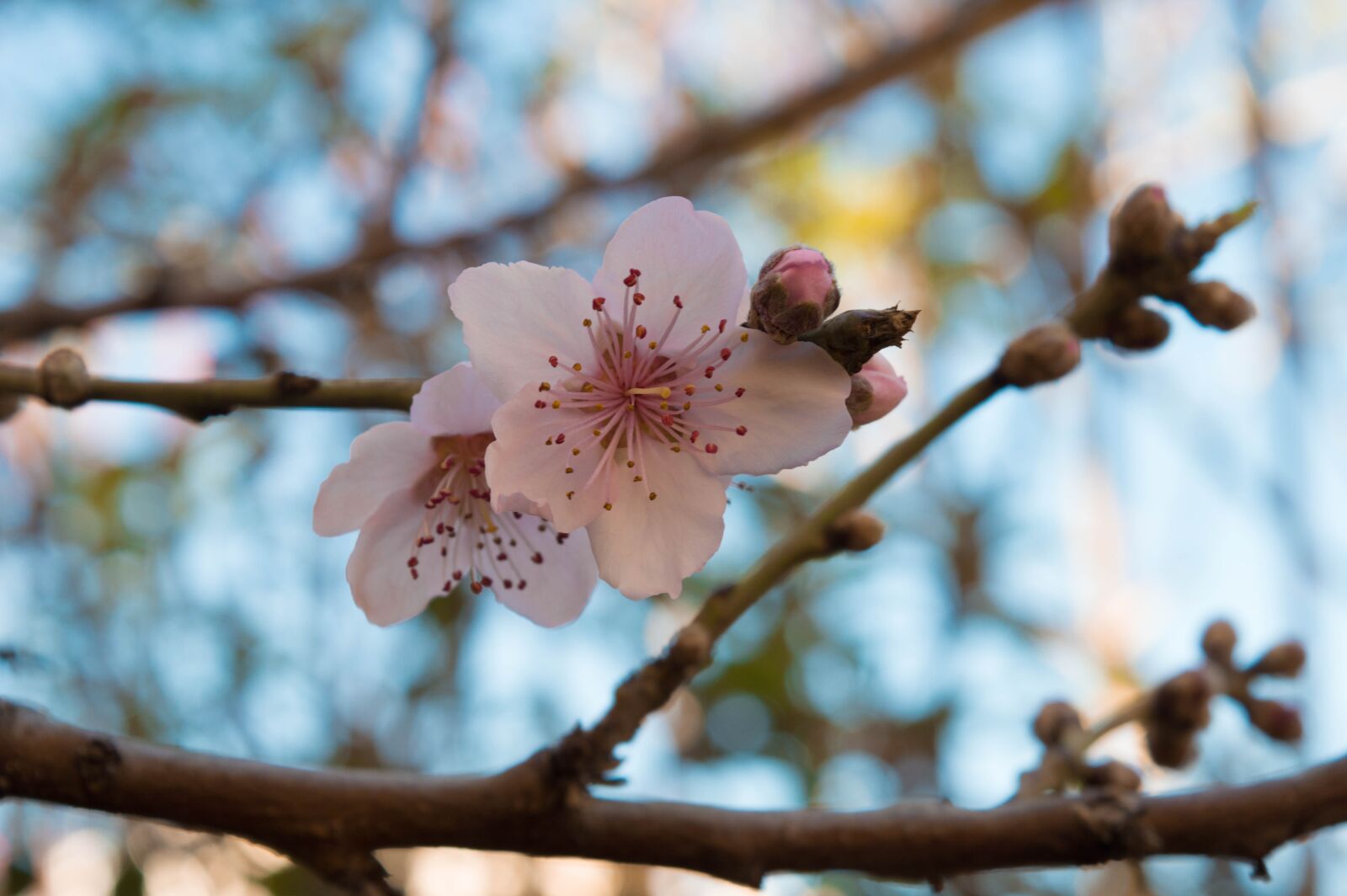 Nikon D3200 sample photo. Green, flower, nature photography