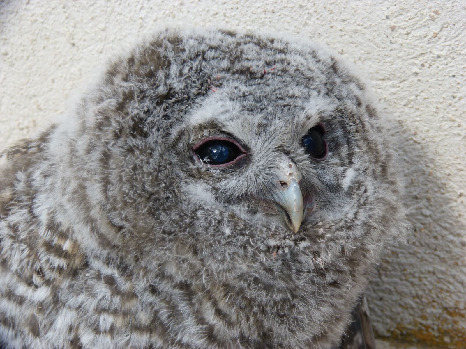 Panasonic DMC-FZ62 sample photo. Tawny owl, gamar s photography